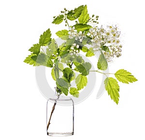Padus maackii  hagberry or Mayday tree in a glass vessel on a white background