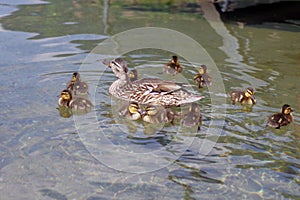 Paeceful duck family on the pond