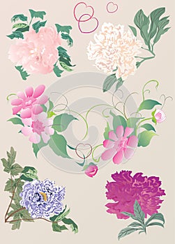 Paeon flowers illustration