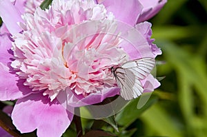 Paeonia