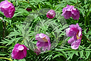 Paeonia anomala