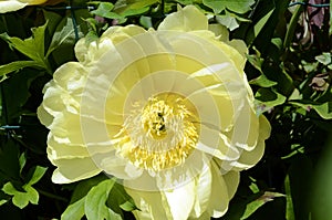 Paeonia `Bartzella` flower