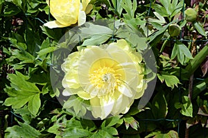 Paeonia `Bartzella` flower
