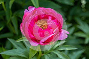 Paeonia Coral Fay plant growing in the garden. Paeonia officinalis