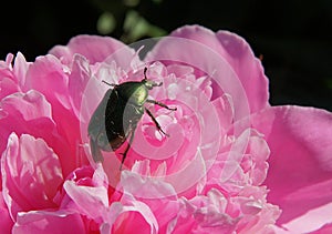 Paeonia flower and rose chafer