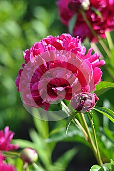 Paeonia `Francois Ortegat`