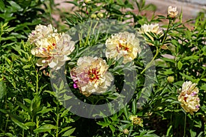 Paeonia Itoh Hybrids `Lolliepop` in the spring garden