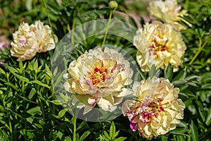 Paeonia Itoh Hybrids `Lolliepop` in the spring garden