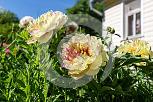 Paeonia Itoh Hybrids `Lolliepop` in the spring garden