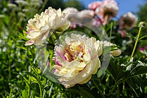 Paeonia Itoh Hybrids `Lolliepop` in the spring garden