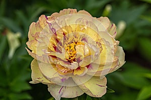 Paeonia Itoh Hybrids `Lolliepop` in the spring garden