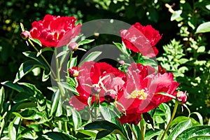 Paeonia lactiflora, common garden peony photo