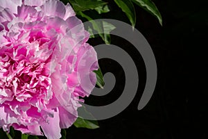 Paeonia Lactiflora Martha Bulloch, close up macro photo. Peony pink on black background