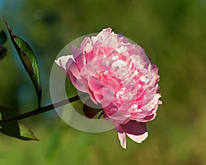 Paeonia lactiflora, pink peony flower and stem photo