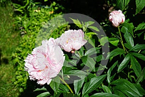 Paeonia lactiflora `Sarah Bernhardt` in the garden. Berlin, Germany