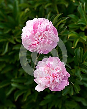 Paeonia lactiflora Sarah Bernhardt Peony flowers in spring garden photo