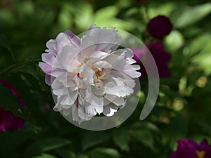 Paeonia lactiflora scientific name: Paeonia lactiflora Pall., prime minister in flowers