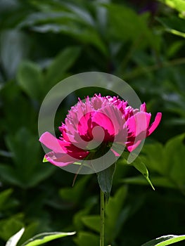 Paeonia lactiflora scientific name: Paeonia lactiflora Pall., prime minister in flowers