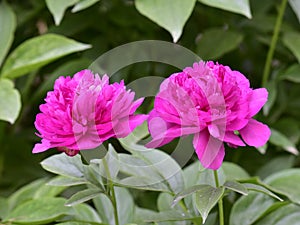 Paeonia lactiflora scientific name: Paeonia lactiflora Pall., prime minister in flowers