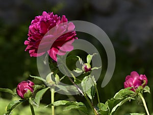 Paeonia lactiflora scientific name: Paeonia lactiflora Pall., prime minister in flowers