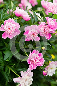 Paeonia officinalis beautiful pink grow on a bush in the garden. vertical photo photo