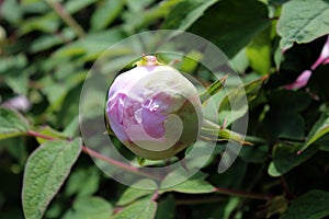 Paeonia officinalis pink flower bud