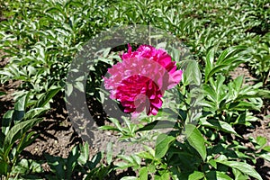 Paeonia officinalis with one rose pink flower