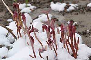 Paeonia officinalis stems before blooming in early spring with snow.