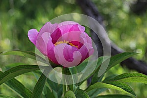 Paeonia officinalis, wild forest peony