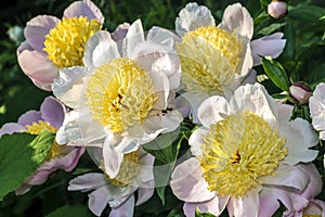 Paeonia (peony or paeony) photo