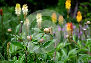 Paeonia sufruticosa garden detail of perrenial bud yelow flowers blurred backround photo
