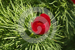 Paeonia tenuifolia Paeonia anomala red flower in dense green foliage