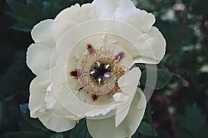 Paeonia in white colors with green and red
