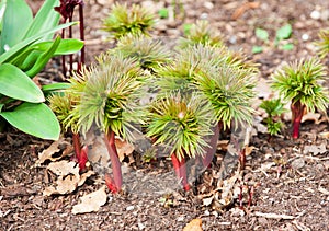 Paeoniaceae, paeonia Smouthii, peony photo