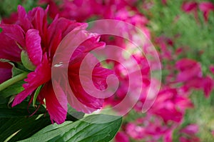 Paeony blossom