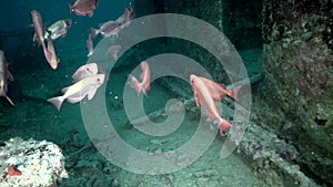 Paeony bulleye Priacanthus blochii on wreck Red sea