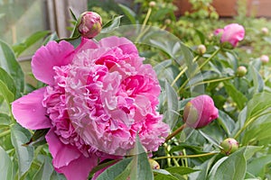 Paeony flower in the garden photo
