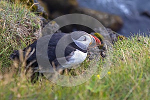 Paffin bird sitting on the grass of the island Heimaey. Vestmannaeyjar Archipelago. Iceland