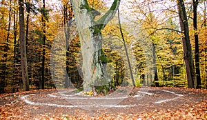 Pagan altar and spiral works outside next to a tree.