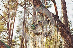 Pagan fantasy medieval legend sunny fresh spring summer ritual Slavic fest Kupala wreath in sunset forest park. Photo in