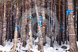 Pagan place of power among the Buryats in Arshan on the sacred source on the river Kyngarga