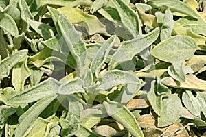 Page of Green and Yellow Lamb's Ear Plants photo