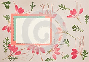 Page from an old photo album. Cleome, spider flower. Scrapbooking element decorated with leaves, flowers and petals flowers. For