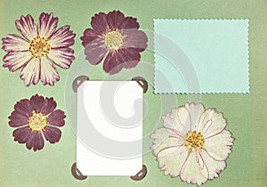 Page from an old photo album. Dried pressed flowers. Scrapbooking element decorated with leaves, flowers and petals flowers. For