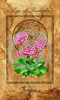 Page of pentacles. Minor Arcana tarot card with Bergenia and magic seal photo