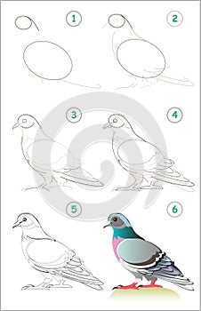 Page shows how to learn step by step to draw a cute pigeon. Developing children skills for drawing and coloring. photo