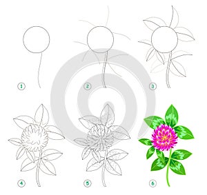 Page shows how to learn step by step to draw beautiful flower clover. Developing children skills for drawing and coloring.