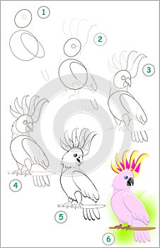 Page shows how to learn step by step to draw a cute little cockatoo parrot. Developing children skills for drawing and coloring.