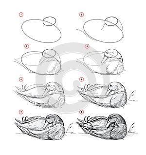 Page shows how to learn to draw from life sketch a sleeping duck. Pencil drawing lessons. Educational page for artists. Textbook