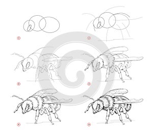 Page shows how to learn to draw sketch of bumblebee. Creation step by step pencil drawing. Educational page for artists. Textbook